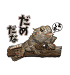 Pogona（個別スタンプ：16）