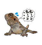 Pogona（個別スタンプ：17）