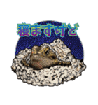 Pogona（個別スタンプ：18）