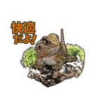 Pogona（個別スタンプ：20）