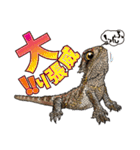 Pogona（個別スタンプ：21）