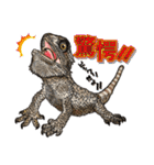 Pogona（個別スタンプ：22）