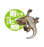 Pogona（個別スタンプ：23）
