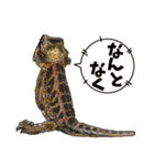 Pogona（個別スタンプ：24）