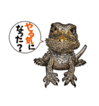 Pogona（個別スタンプ：25）