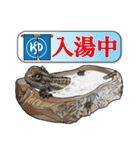Pogona（個別スタンプ：27）