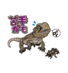 Pogona（個別スタンプ：28）