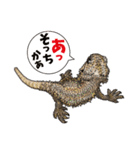 Pogona（個別スタンプ：30）