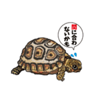 Pogona（個別スタンプ：34）