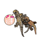 Pogona（個別スタンプ：36）