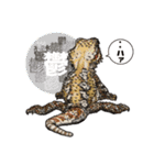 Pogona（個別スタンプ：38）