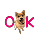 柴犬たまと愉快な仲間たち（個別スタンプ：1）
