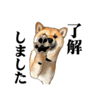 柴犬たまと愉快な仲間たち（個別スタンプ：2）