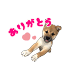 柴犬たまと愉快な仲間たち（個別スタンプ：5）