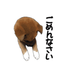柴犬たまと愉快な仲間たち（個別スタンプ：6）
