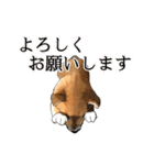 柴犬たまと愉快な仲間たち（個別スタンプ：7）