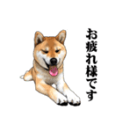 柴犬たまと愉快な仲間たち（個別スタンプ：8）
