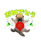 柴犬たまと愉快な仲間たち（個別スタンプ：9）