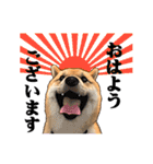 柴犬たまと愉快な仲間たち（個別スタンプ：10）