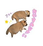 柴犬たまと愉快な仲間たち（個別スタンプ：11）