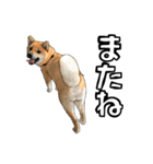 柴犬たまと愉快な仲間たち（個別スタンプ：12）