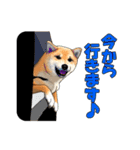 柴犬たまと愉快な仲間たち（個別スタンプ：13）