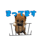 柴犬たまと愉快な仲間たち（個別スタンプ：15）