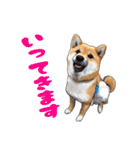 柴犬たまと愉快な仲間たち（個別スタンプ：16）