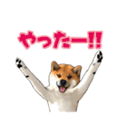 柴犬たまと愉快な仲間たち（個別スタンプ：17）