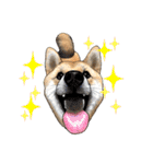 柴犬たまと愉快な仲間たち（個別スタンプ：18）