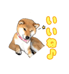 柴犬たまと愉快な仲間たち（個別スタンプ：20）