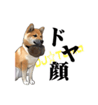 柴犬たまと愉快な仲間たち（個別スタンプ：21）