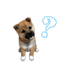 柴犬たまと愉快な仲間たち（個別スタンプ：22）