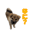 柴犬たまと愉快な仲間たち（個別スタンプ：23）