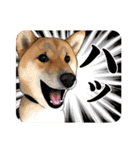 柴犬たまと愉快な仲間たち（個別スタンプ：24）