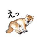 柴犬たまと愉快な仲間たち（個別スタンプ：26）