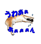 柴犬たまと愉快な仲間たち（個別スタンプ：28）