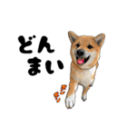 柴犬たまと愉快な仲間たち（個別スタンプ：29）