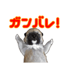 柴犬たまと愉快な仲間たち（個別スタンプ：30）