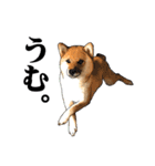 柴犬たまと愉快な仲間たち（個別スタンプ：31）