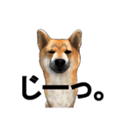 柴犬たまと愉快な仲間たち（個別スタンプ：32）