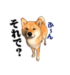 柴犬たまと愉快な仲間たち（個別スタンプ：33）