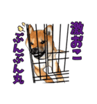 柴犬たまと愉快な仲間たち（個別スタンプ：35）