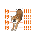 柴犬たまと愉快な仲間たち（個別スタンプ：36）