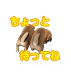 柴犬たまと愉快な仲間たち（個別スタンプ：37）