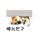 柴犬たまと愉快な仲間たち（個別スタンプ：38）