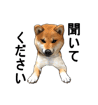 柴犬たまと愉快な仲間たち（個別スタンプ：39）