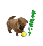 柴犬たまと愉快な仲間たち（個別スタンプ：40）