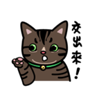 Jasper's Cats（個別スタンプ：31）