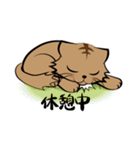 茶白チャトラン(基本挨拶編)（個別スタンプ：15）